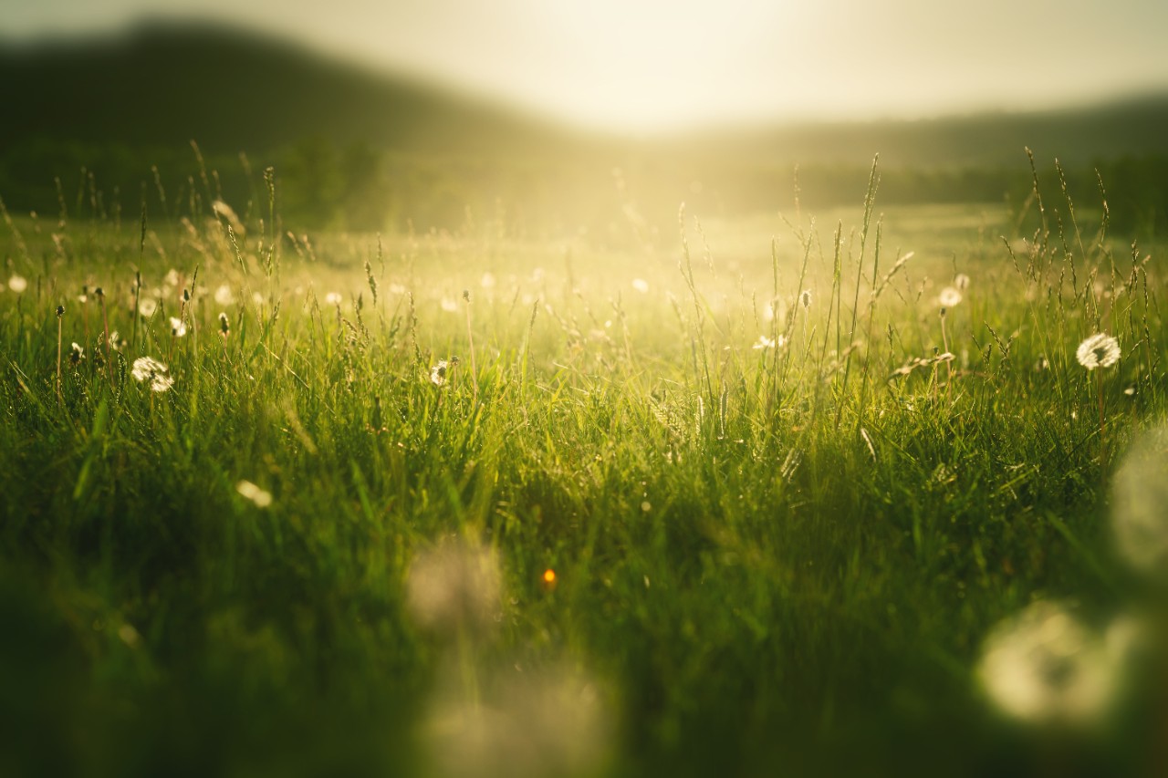 Wild grasses with dandelions in the mountains at sunset. Macro image, shallow depth of field. Summer nature background. Wild grasses with dandelions in the mountains at sunset. Macro image, shallow depth of field. Summer nature background.